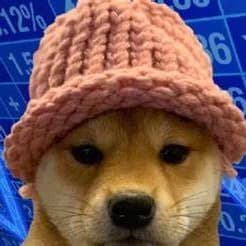 $WIF all time high before February? 