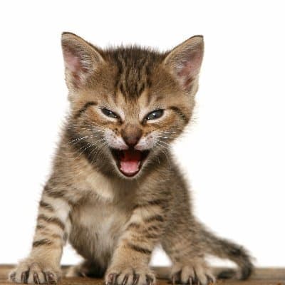 # of Roaring Kitty tweets by May 17?